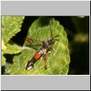 Synanthedon formicaeformis - Glasfluegler 08.jpg